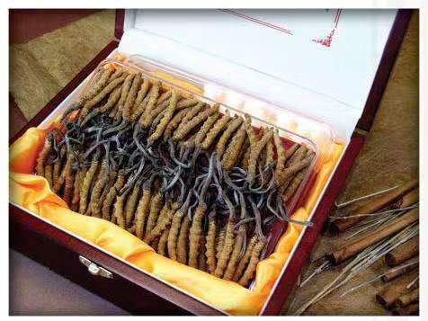 江山冬虫夏草回收